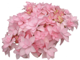 Мульча из костры льна